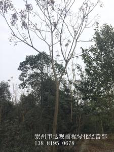 栾树