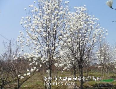 白玉兰
