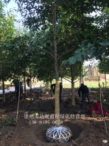 云南乐昌苗木批发